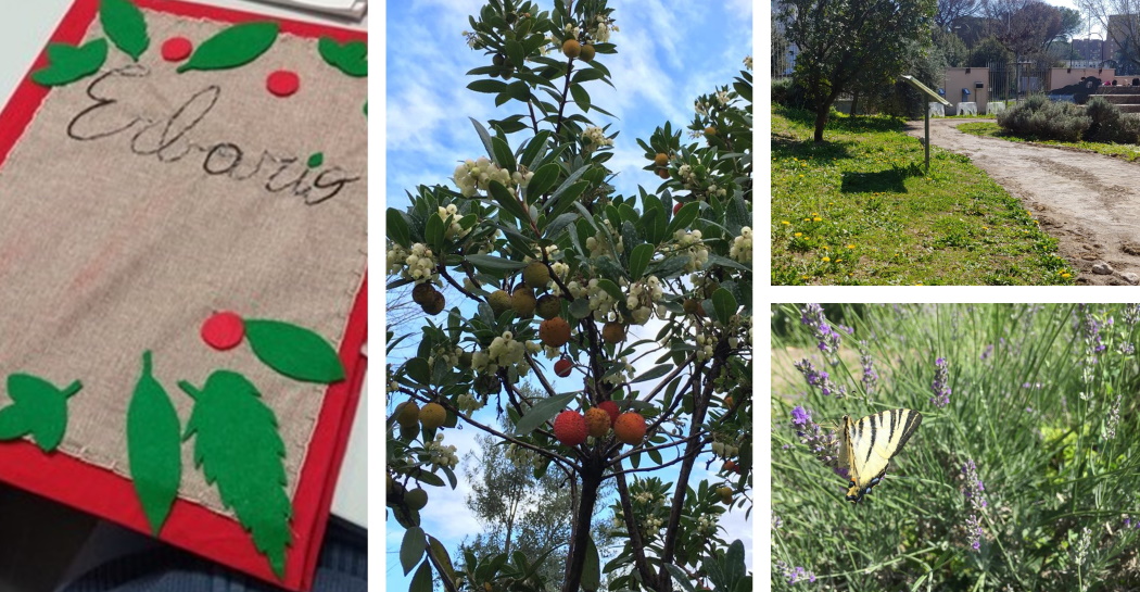 L’Erbario utilizzato per il laboratorio (a sx); piante edibili presenti nel Giardino Pleistocenico del Museo di Casal de’ Pazzi (al centro e a dx) L’Erbario utilizzato per il laboratorio (a sx); piante edibili presenti nel Giardino Pleistocenico del Museo di Casal de’ Pazzi (al centro e a dx)